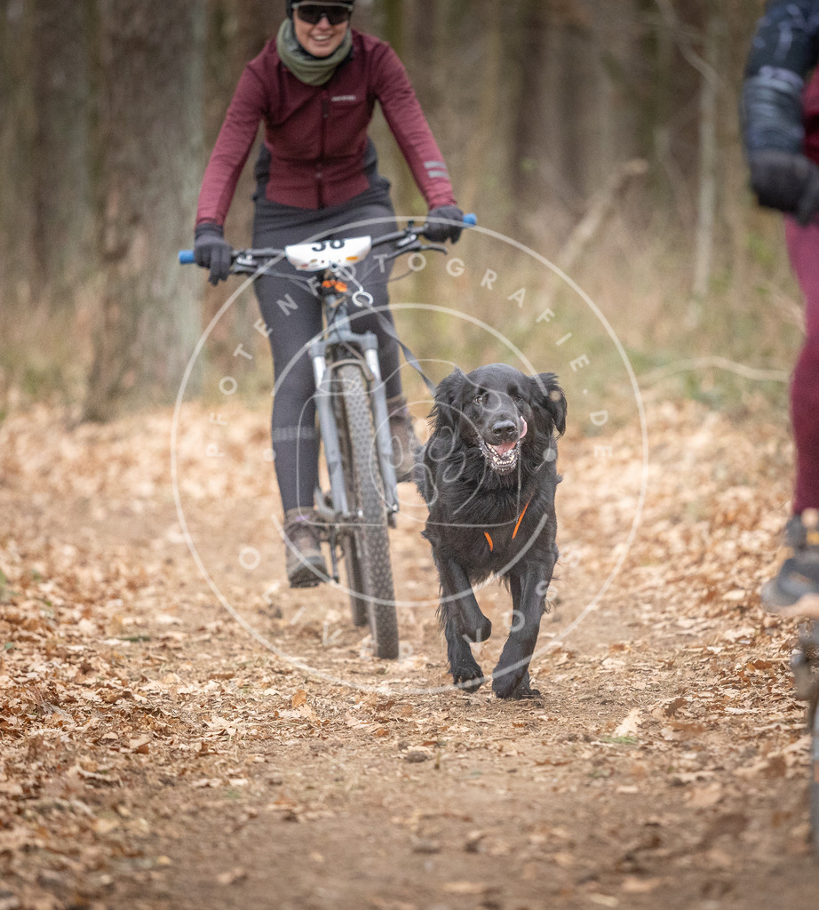 Pfotenfotografie_DV3A5896 | Hundefotografie, Tierfotograf, Pfotenfotografie, Fotoshooting Hund, Hunde Portrait, Hundesport, Hundeportraits, Heideshooting, Hunde, Sportfotograf, Hundefotograf, Turnierhundsport, THS,  - Realisiert mit Pictrs.com