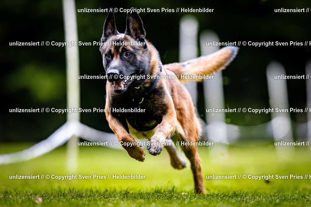 Sven Pries | 2025-10-03 - Hunderennen Obergrombach - Realisiert mit Pictrs.com