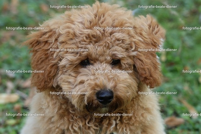 1P8A0602 | Fotografie, Tiere, Hunde, Katzen, Pferde, Sportfotografie, Fotosession, Tierfotografie, Turnierfotografie, Fotografin, Fotograf - Realisiert mit Pictrs.com