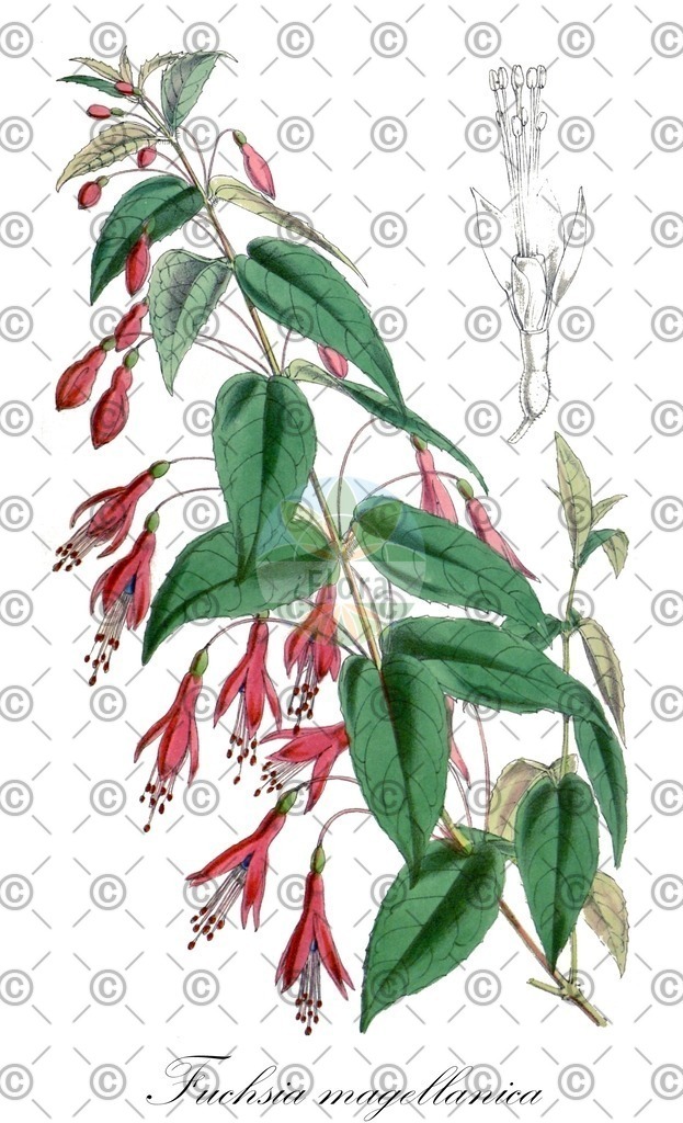 HistAbb_7P2VH_4_ENZY_Simple | Historische Abbildung von Fuchsia magellanica - Onagraceae (Scharlach-Fuchsie) | Historical Illustration of Fuchsia magellanica - Onagraceae