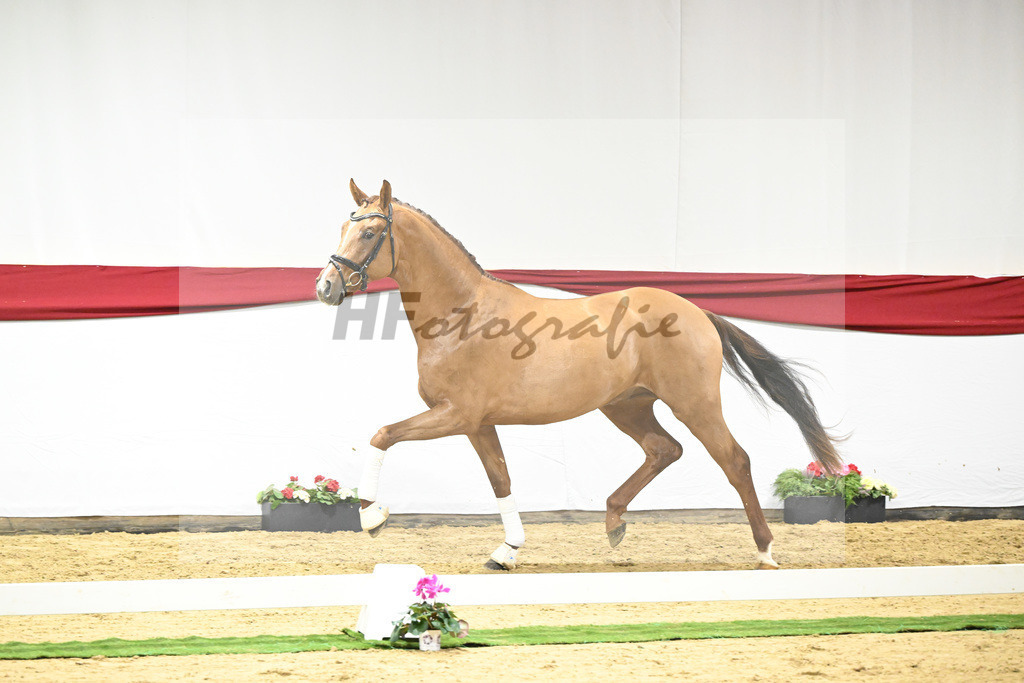 Kat-Nr. 59 v. Viva Gold_Casper u Eulich_63221745 | hf-fotografie - Realizzato con Pictrs.com