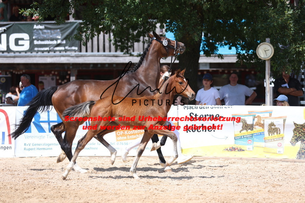 Fohlenschau_Schwäbisch_Hall_springbetonte_Fohlen_KN 38_16 | lmwpictures - Realisiert mit Pictrs.com