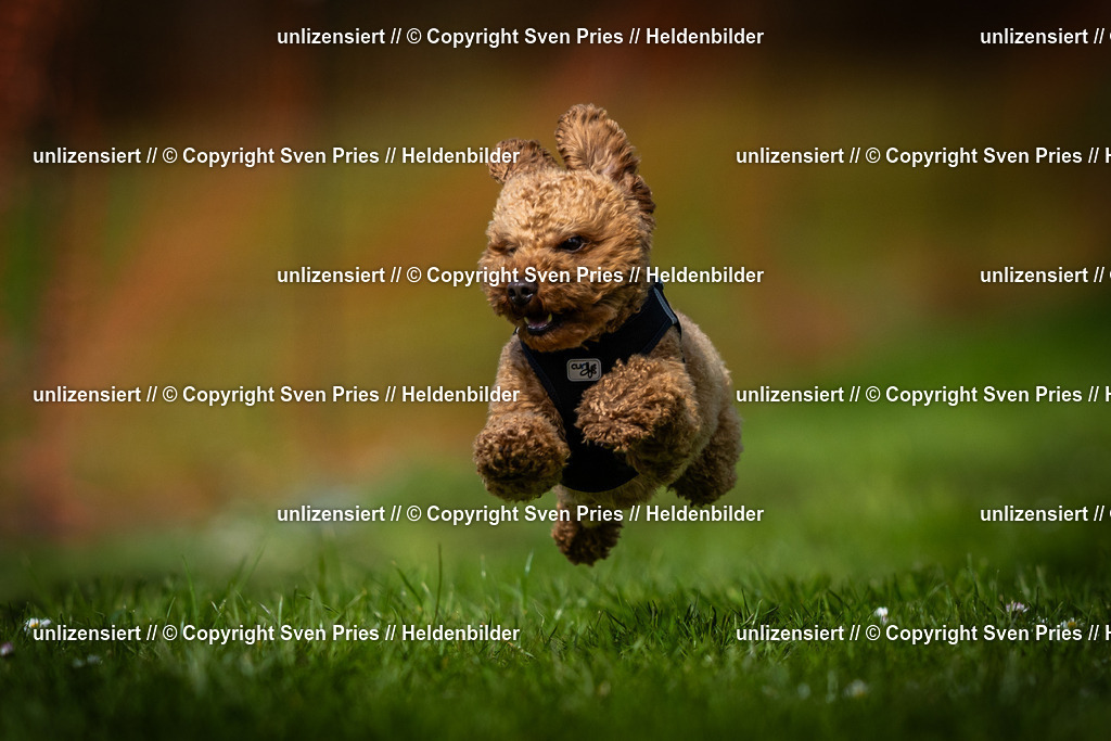 Sven Pries | 2025-04-13 - Hunderennen Baden-Baden - Realisiert mit Pictrs.com