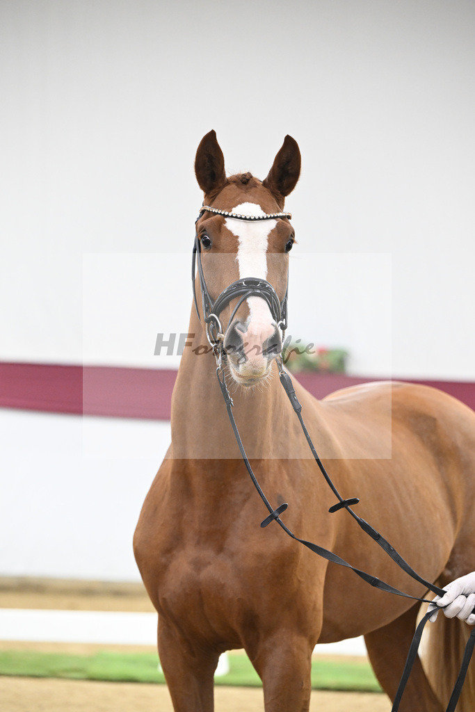 Kat-Nr. 119 Iron x Quaterback_Jakob u Martina Reglauer_47253967 | hf-fotografie - Realisiert mit Pictrs.com