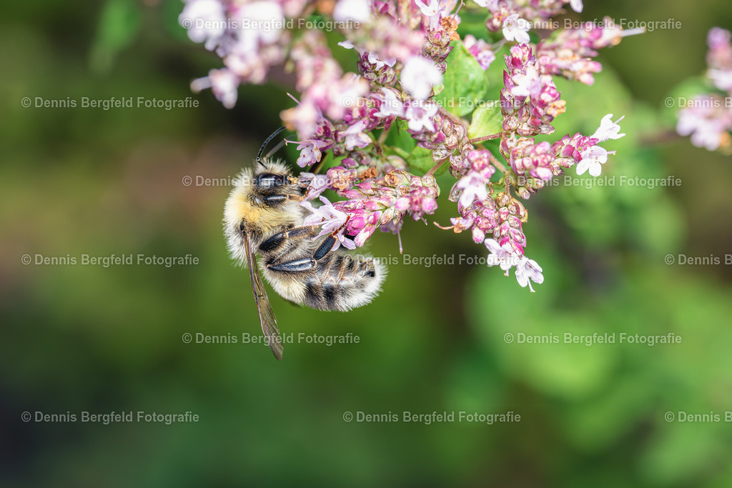 Biene 2 | Entdecken Sie Natur, Makro und Tierfotografie von Dennis Bergfeld.Besondere Momente und Details der Natur, hochwertig als Foto und Wandbild erhältlich. - Realisiert mit Pictrs.com