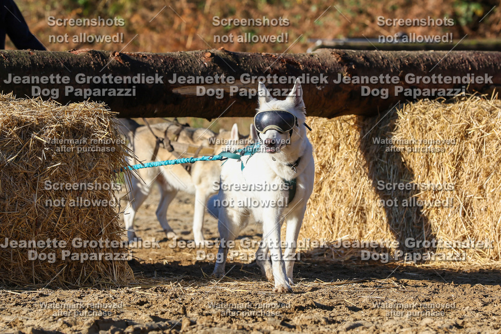 Dog Paparazzi - Strongdog 10-25-1675 | Dog Paparazzi Jeanette Grottendiek Fotografie & Videografie - Realisiert mit Pictrs.com