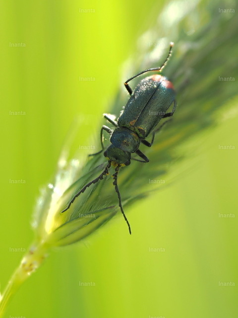 Zweifleckiger Zipfelkäfer (Malachius bipustulatus) | Der Zweifleckige Zipfelkäfer (Malachius bipustulatus) ist ein 5–6 mm großer, metallisch grün glänzender Käfer mit roten Flecken an den Flügeldeckenspitzen. Er gehört zur Unterfamilie der Zipfelkäfer und wird häufig auf Blüten und Gräsern beobachtet. –  – The Common Malachite Beetle (Malachius bipustulatus) is a 5–6 mm metallic green beetle with red spots at the tips of the elytra. It belongs to the soft-winged flower beetle family and is commonly found on flowers and grasses. - Realisiert mit Pictrs.com