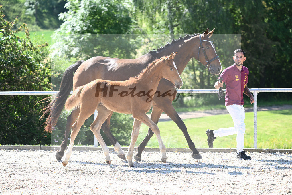 Kat-Nr. 2 SF Forlee_Foth_16230073 | hf-fotografie - Realisiert mit Pictrs.com