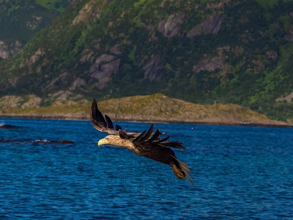 P1001610-LR-topaz-denoise-enhance | Natur im Moment - Realisiert mit Pictrs.com