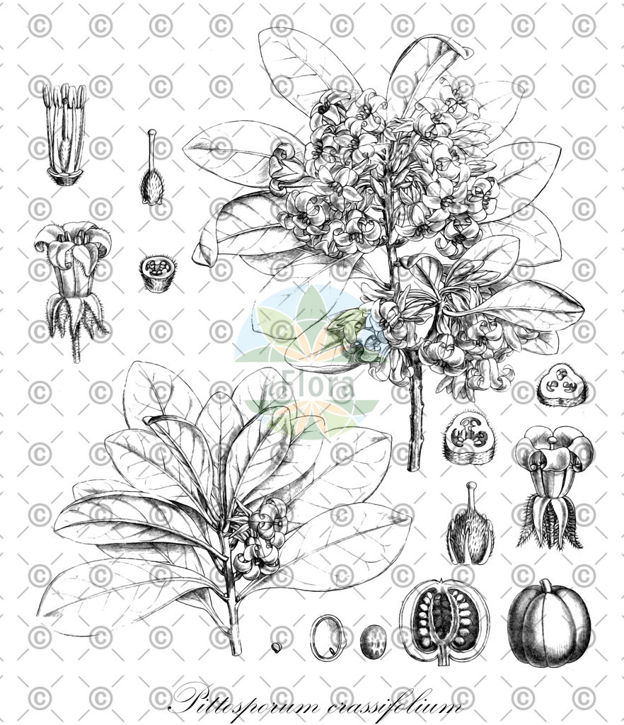 HistAbb_wfo-0000041047_1_ENZY_Simple | Historische Abbildung von Pittosporum crassifolium - Pittosporaceae | Historical Illustration of Pittosporum crassifolium - Pittosporaceae