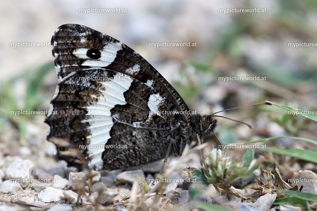Aulocera circe-011 | Das Bilderarchiv über Tiere, Planzen und Landschaften. In der Bilddatenbank finden Sie ein große Auswahl an hochwertigen Bilder für Ihre Werbung - Realisiert mit Pictrs.com
