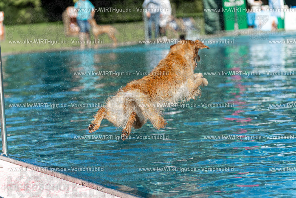 Hundeschwimmen_Volksbad_2026-allesWIRTHgut_Tierfotografie-2609061100-101046-7R509315 | Professionelle Tierfotografie in Mönchengladbach von Daniel Wirth (allesWIRTHgut). Liebevolle & natürliche Bilder von Hunden & Katzen für unvergessliche Erinnerungen.