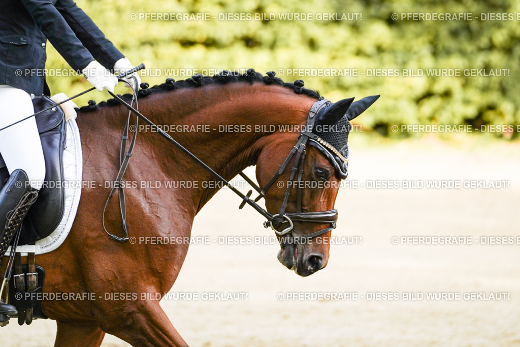 DSC04748 | Pferdegrafie