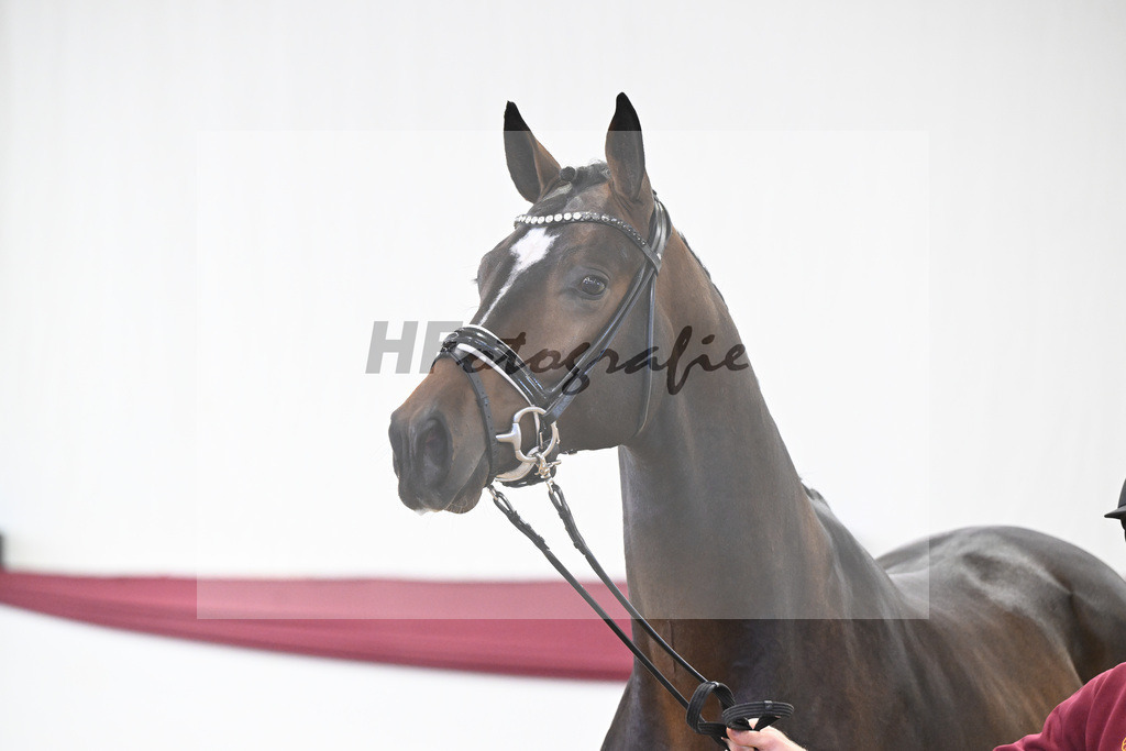 Kat-Nr. 13 Escaneno x De Niro-Christoph Wahler_47250208 | hf-fotografie - Realisiert mit Pictrs.com