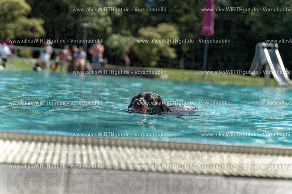 Hundeschwimmen_Volksbad_2026-allesWIRTHgut_Tierfotografie-2609061239-114959-7R500101 | Professionelle Tierfotografie in Mönchengladbach von Daniel Wirth (allesWIRTHgut). Liebevolle & natürliche Bilder von Hunden & Katzen für unvergessliche Erinnerungen.