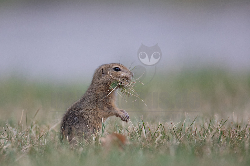 20190806082140-7 | Der, in Österreich auch das, Europäische Ziesel (Spermophilus citellus, Syn.: Citellus citellus), auch Schlichtziesel genannt, ist ein bodenbewohnendes, meist Steppengebiete und Graslandschaften besiedelndes rattengroßes Nagetier aus der Familie der Hörnchen (Sciuridae). Es kommt in den Steppen Südosteuropas von Österreich in Teilen des Balkans sowie in der Türkei vor. - Realisiert mit Pictrs.com