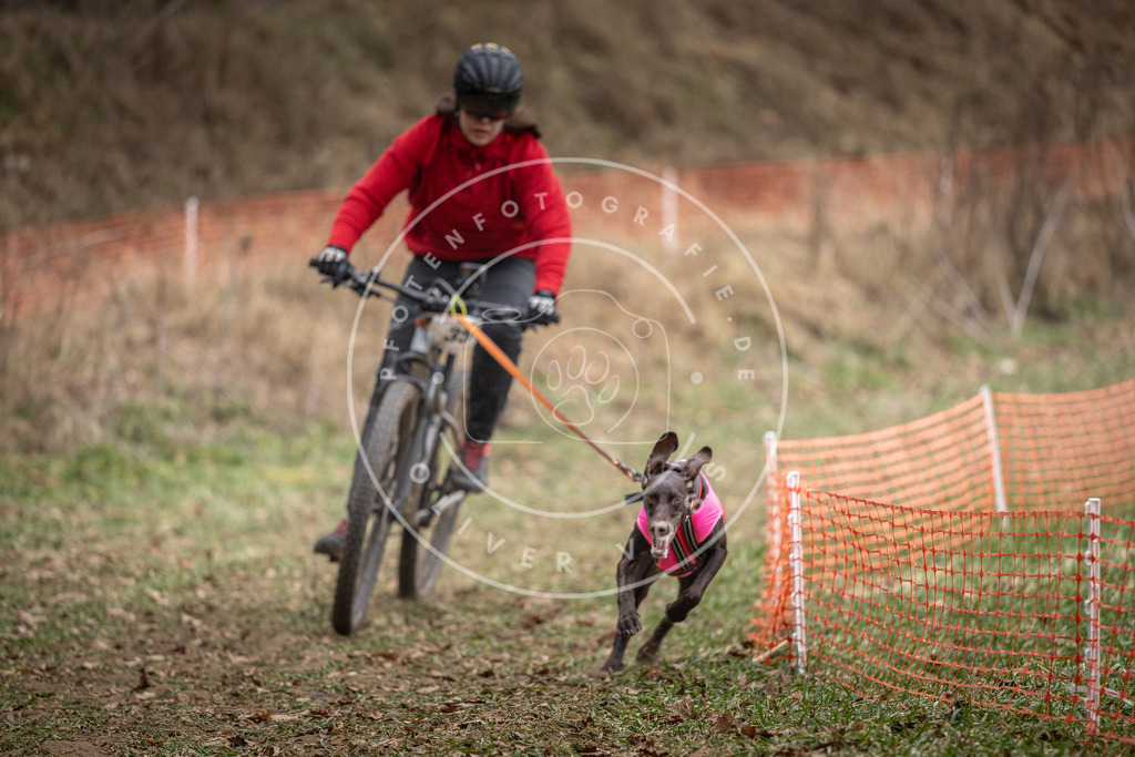 Pfotenfotografie_DV3A5117 | Hundefotografie, Tierfotograf, Pfotenfotografie, Fotoshooting Hund, Hunde Portrait, Hundesport, Hundeportraits, Heideshooting, Hunde, Sportfotograf, Hundefotograf, Turnierhundsport, THS,  - Realisiert mit Pictrs.com