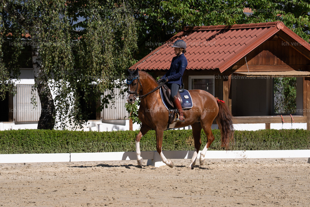 WL_DR_86_sinafilmart_IN06965 | working equitationturnier fotograf videograf stoibphotography marixx film working equitation deutschland reitsport turnierfotografie eventfotografie equestrian events