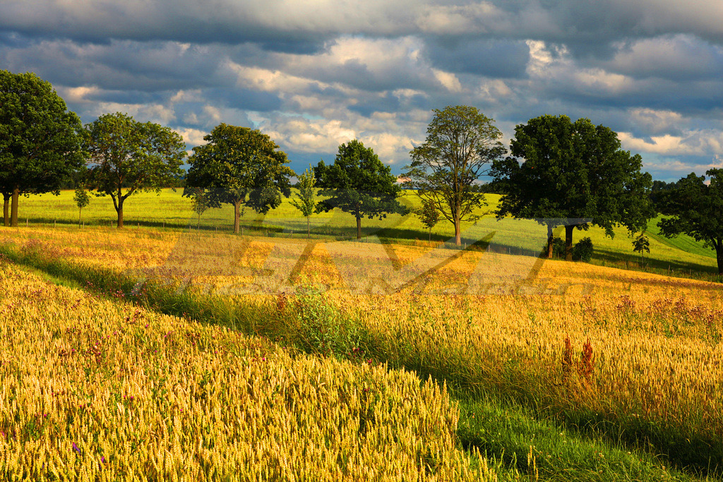 Sommerliche Kulturlandschaft | Goldene Getreidefelder ziehen sich durch eine sanfte Hügellandschaft, gesäumt von Bäumen unter einem dramatischen Sommerhimmel. - Realisiert mit Pictrs.com