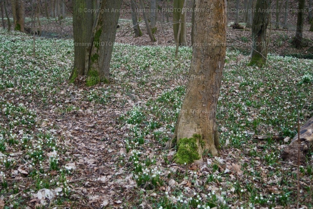 Märzenbecherwiese | Märzenbecherwiese Ossig - Realisiert mit Pictrs.com