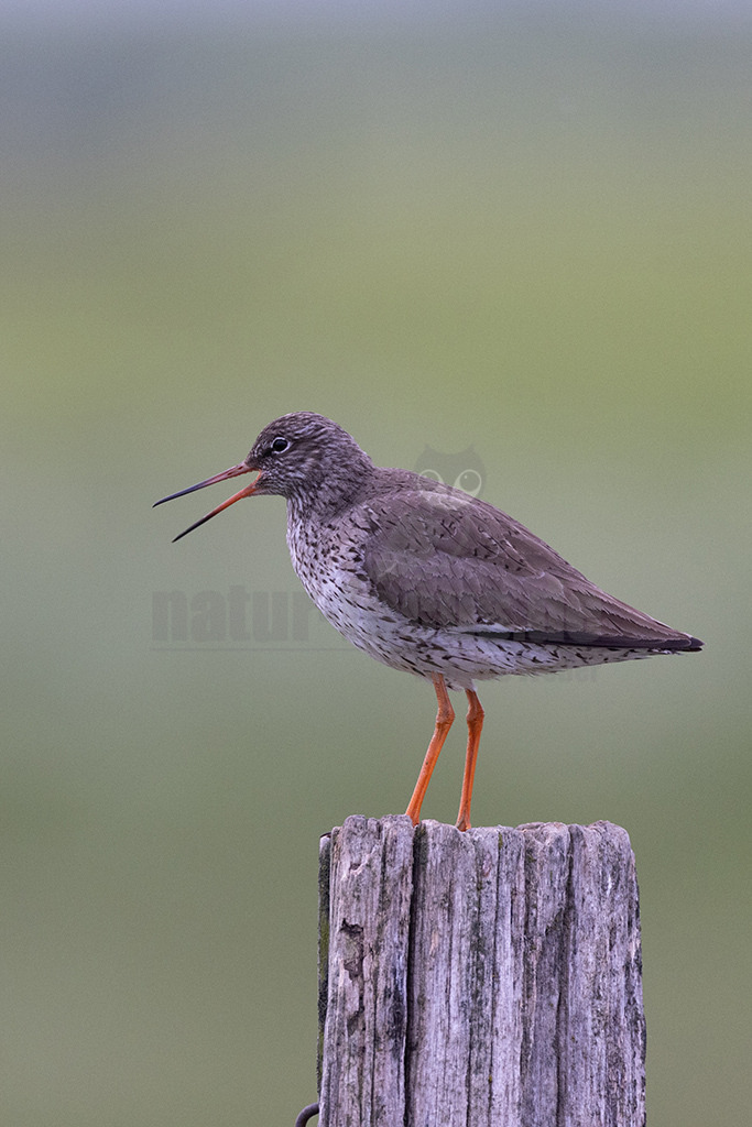 R5NF6033-20230521 | Der Rotschenkel ist eine Vogelart aus der Familie der Schnepfenvögel. Er ist ein Brutvogel über weite Bereiche Eurasiens. Zu seinem Lebensraum gehören die mediterrane bis boreale Zone, und er kommt in Asien auch in Steppen- und Wüstengebieten vor. - Realisiert mit Pictrs.com