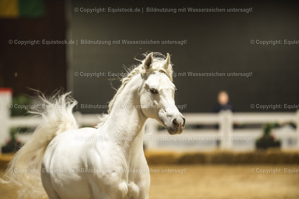 20240302_Hengstvorstellung_Marbach_TOMsPiC_1157-2 | equistock