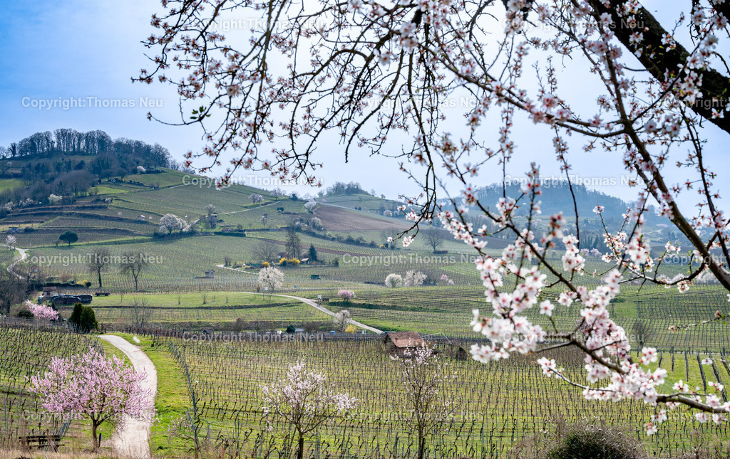 mandelbluete-bergstrasse-weinberge-bensheim-heppenheim-fruehling-Fotografie-Thomas-Neu-32 | Die Mandelblüte an der Hessischen Bergstraße gehört zu den schönsten Frühlingsmomenten der Region. Ein blühender Mandelbaum steht oberhalb der Weinberge zwischen Bensheim und Heppenheim und bietet einen weiten Blick über die Rebenlandschaft.  Die Kombination aus blühenden Mandelbäumen, Weinbergen und der sanften Landschaft der Bergstraße macht diese Szene zu einem typischen Motiv des Frühlings in Südhessen.,Bild: Thomas Neu