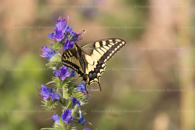 201812 | Tierfotografie, Tierkalender, Tierbilder, Insekten, Spinnen, Vögel, Schmetterling, Libellen, Leinwand, Colorkey, Qualität, Geschenkartikel, Geschenk - Realisiert mit Pictrs.com