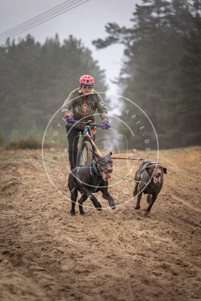 Pfotenfotografie_DV3A1145 | Hundefotografie, Tierfotograf, Pfotenfotografie, Fotoshooting Hund, Hunde Portrait, Hundesport, Hundeportraits, Heideshooting, Hunde, Sportfotograf, Hundefotograf, Turnierhundsport, THS,  - Realisiert mit Pictrs.com