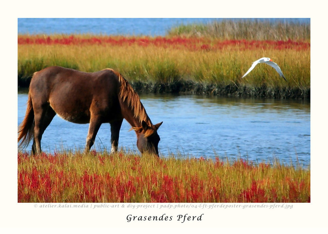 padp-photo-04-l-ft-pferdeposter-grasendes-pferd | Bildidee ❤ Günstige Poster 20x30 ab 4,99 € in Galeriequalität. ► Lizenzfreie Traumposter und Kunstkopien direkt im Bilderdepot der Artothek herunterladen, kaufen oder bestellen ❤ Public-Art & DIY-Project ❤ - Realisiert mit Pictrs.com