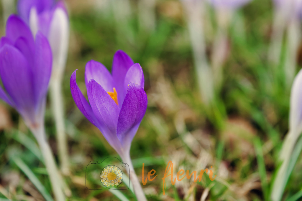 DSC_0196-NEF_DxO_PRIME (1) | Dies ist der Shop von Florian Blum - le fleuri. Langenthal, Bern, SchweizSie können hier meine oder ihre eigenen Fotos als Fotoprodukte kaufen. Tassen, Schlüsselanhänger, Taschen etc. können Sie hier gestalten.  - Realisiert mit Pictrs.com
