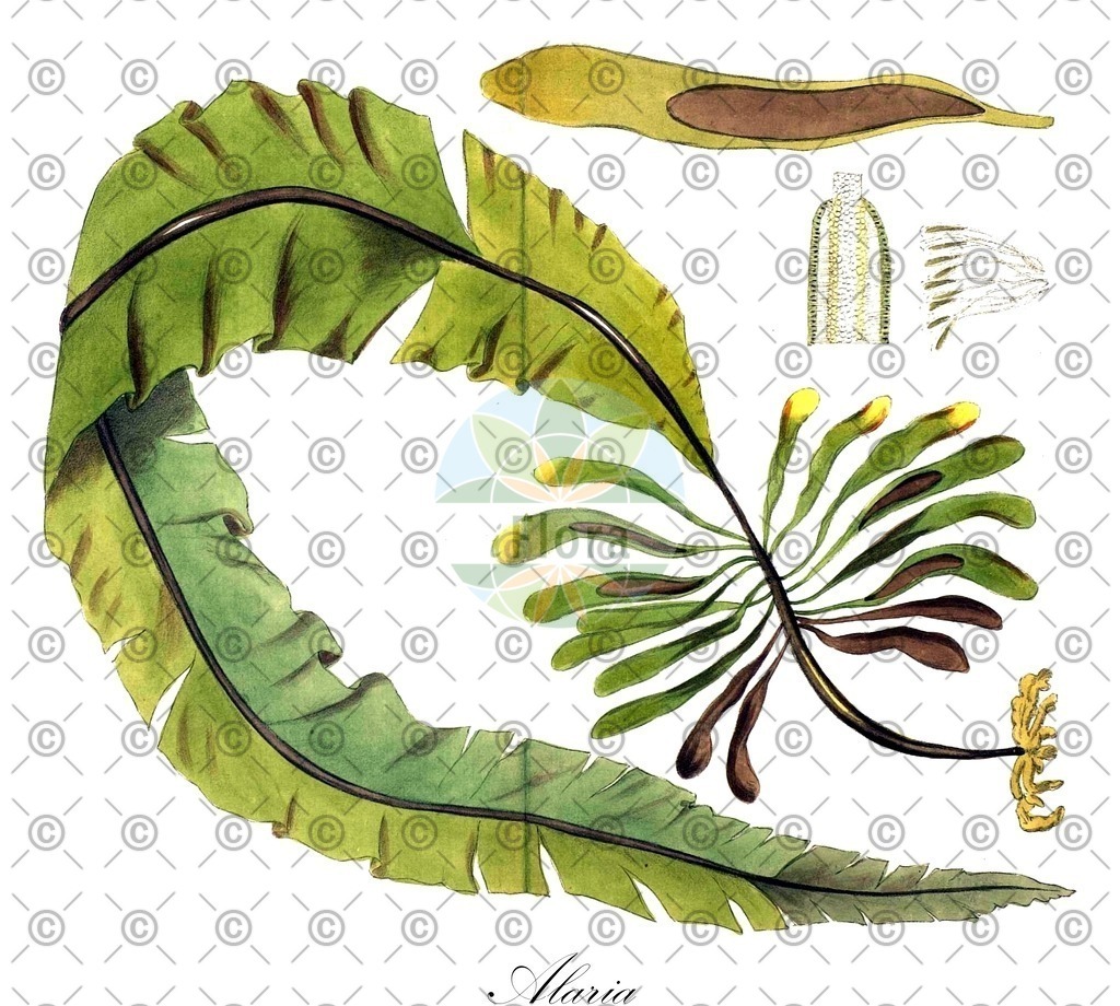 HistAbb_7NNFF_1_ENZY_Simple | Historische Abbildung von Alaria - Alariaceae (0) | Historical Illustration of Alaria - Alariaceae (0)