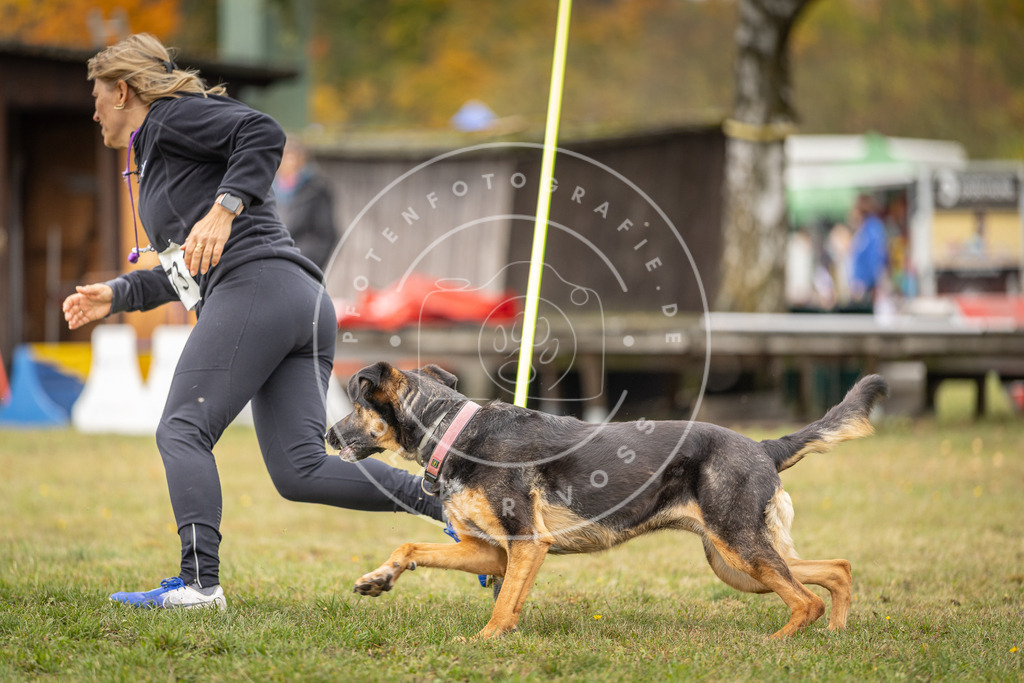 Pfotenfotografie_DV3A5415 | Hundefotografie, Tierfotograf, Pfotenfotografie, Fotoshooting Hund, Hunde Portrait, Hundesport, Hundeportraits, Heideshooting, Hunde, Sportfotograf, Hundefotograf, Turnierhundsport, THS,  - Realisiert mit Pictrs.com