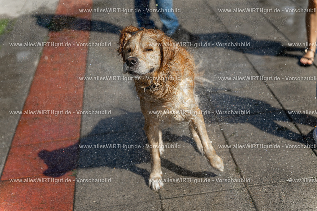 Hundeschwimmen_Volksbad_2026-allesWIRTHgut_Tierfotografie-2609061241-115156-7R500142 | Professionelle Tierfotografie in Mönchengladbach von Daniel Wirth (allesWIRTHgut). Liebevolle & natürliche Bilder von Hunden & Katzen für unvergessliche Erinnerungen.
