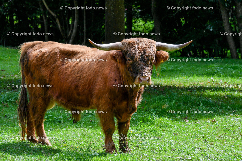 Deutschland_ Baden-Wuerttemberg_ Uhingen_ 27.08.2025-4 | 27.08.2025, Deutschland, GER, Baden-Wuerttemberg, Uhingen im Bild Themenbild, Hochlandrinder, Weidehaltung, robuste Rinderrasse, Naturlandschaft, tiergerechte Haltung, Weidetiere, Landwirtschaft, Weide, Wiese, grasen, nachhaltige Tierzucht, Horntraeger, Biolandwirtschaft, regionale Fleischproduktion, extensiv gehalten, Naturpflege, Landschaftsschutz, tierische Idylle, grasende Rinder, artgerechte Haltung, Stier, Kuh, Kalb, Nassach, Feature, Symbolbild