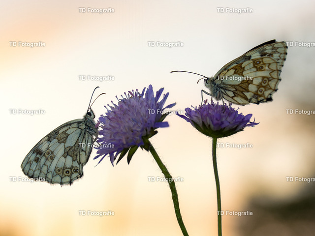 schmetterlinge | Fotogalerie von Thomas Dettweiler mit Eventbildern und lizenzfreien Fotos. Perfekt als Wandbild, für Büro, Website oder private Nutzung. - Realisiert mit Pictrs.com