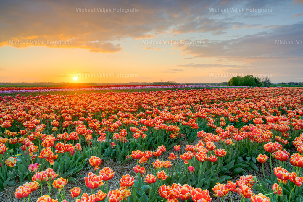 Sonnenuntergang in einem Tulpenfeld | Traumhafter Sonnenuntergang über einem Meer aus rot-gelben Tulpen. - Realisiert mit Pictrs.com