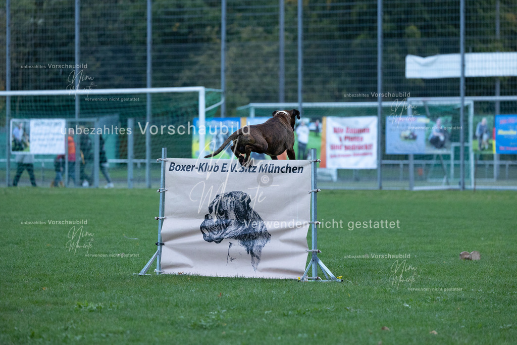 _16A4455 | Einzigartige Fotos von Hunden & Menschen –Actionfotos, Portraits, Vereinsaufnahmen & Paarshootings – authentisch, lebendig & mit Herz.