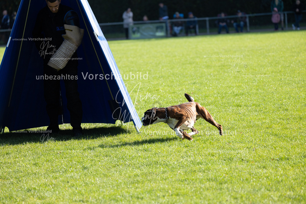 _16A5085 | Einzigartige Fotos von Hunden & Menschen –Actionfotos, Portraits, Vereinsaufnahmen & Paarshootings – authentisch, lebendig & mit Herz.