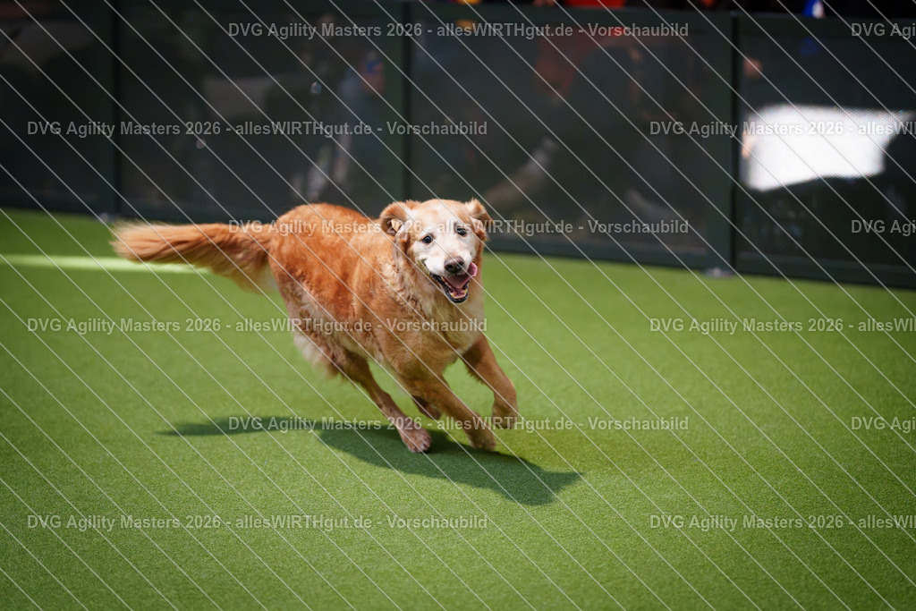 allesWIRTHgut_Tierfotografie-DVG_Agility_Masters_2026-08_12-7R509761 | Professionelle Tierfotografie in Mönchengladbach von Daniel Wirth (allesWIRTHgut). Liebevolle & natürliche Bilder von Hunden & Katzen für unvergessliche Erinnerungen.