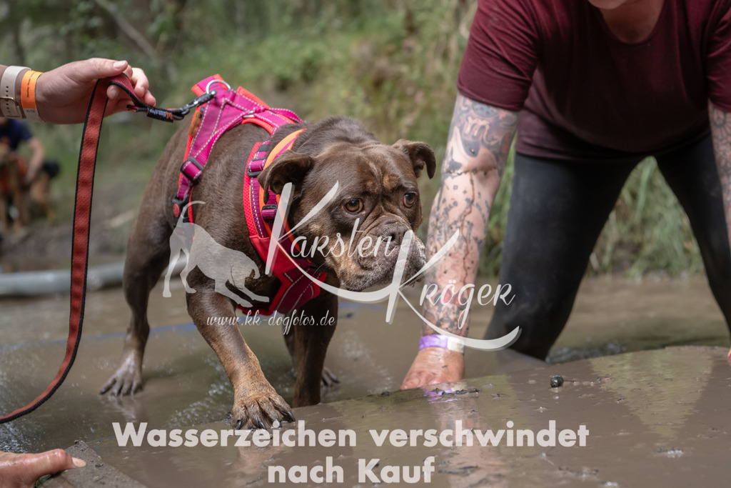 1334_ZZ94709 | kk-dogfotos