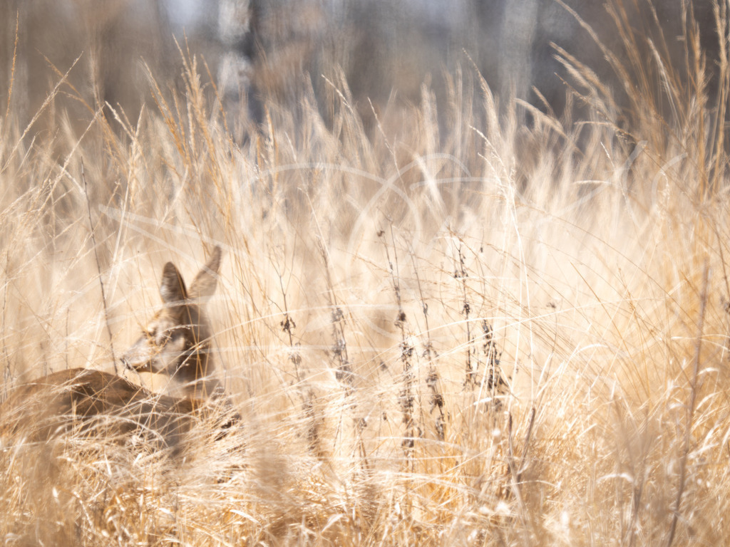 Reh im hohen Gras | Naturschönheiten aus Deutschland. Pflanzen und Tiere, Insekten und Naturschauspiele. Alle schönen Details, die uns umgeben, fotografiert von Michi Moc.  - Realisiert mit Pictrs.com