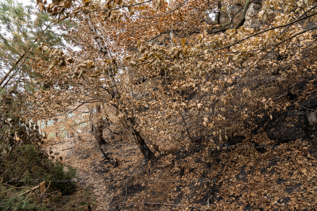 Obere_Affensteinpromenade_Waldweg_Pfad_Waldbrand_Laub | 2022-09-02_Waldbrandgebiete_2 - Realisiert mit Pictrs.com