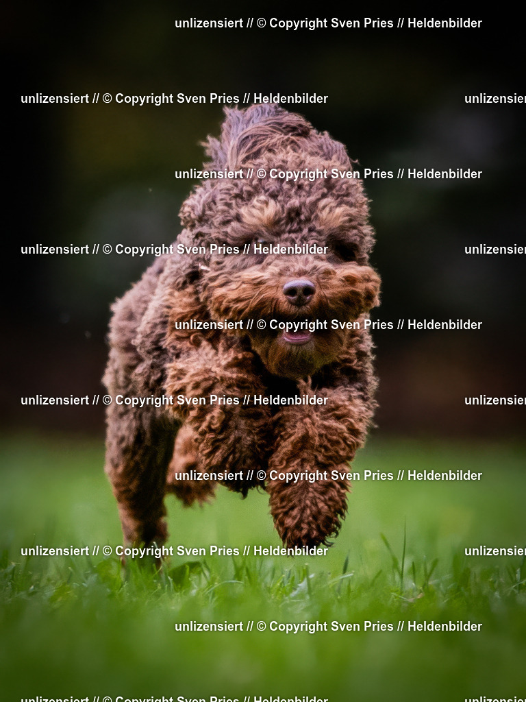 Sven Pries | 2024-10-19 - Hunderennen Ober-Grombach - Realisiert mit Pictrs.com