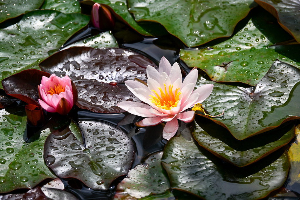 Erwachen auf dem Wasser: Ein Moment voller Anmut | Ein Bild voller zeitloser Eleganz und innerer Ruhe: Auf der spiegelnden Oberfläche eines Gartenteichs entfaltet eine zartrosa Seerose ihre ganze Pracht und offenbart ihr leuchtend gelbes Herz. Neben ihr wiegt sich eine noch geschlossene, kräftig pinke Knospe im stillen Wasser. Die großen, dunkelgrünen Blätter sind überbättert mit glitzernden Wassertropfen, die wie feine Diamanten im warmen Sommerlicht funkeln. Diese Aufnahme fängt die vollkommene Reinheit und die meditative Poesie der Natur ein – ein Anblick, der die Seele berührt und den stressigen Alltag für einen kostbaren Augenblick vollkommen vergessen lässt. - Realisiert mit Pictrs.com