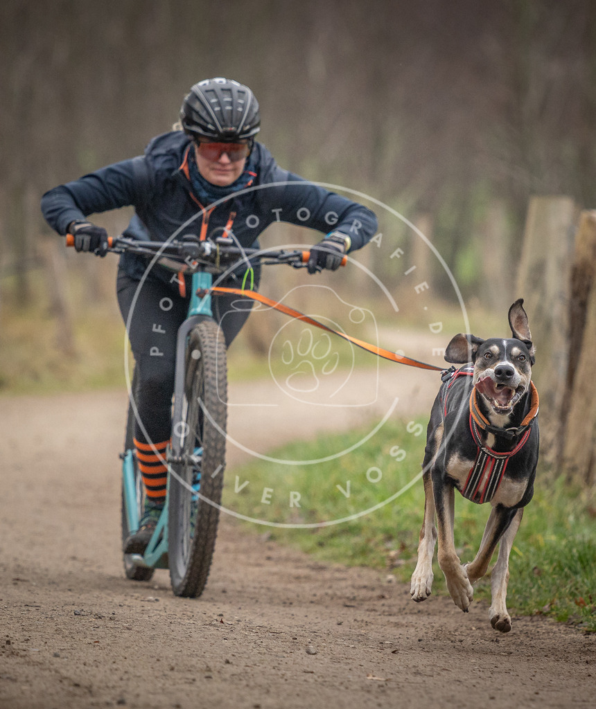 Pfotenfotografie_DV3A2385 | Hundefotografie, Tierfotograf, Pfotenfotografie, Fotoshooting Hund, Hunde Portrait, Hundesport, Hundeportraits, Heideshooting, Hunde, Sportfotograf, Hundefotograf, Turnierhundsport, THS,  - Realisiert mit Pictrs.com