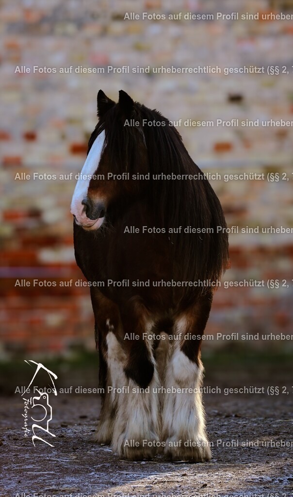 Photo_1733072910485_2 | krollfotografie - Realisiert mit Pictrs.com