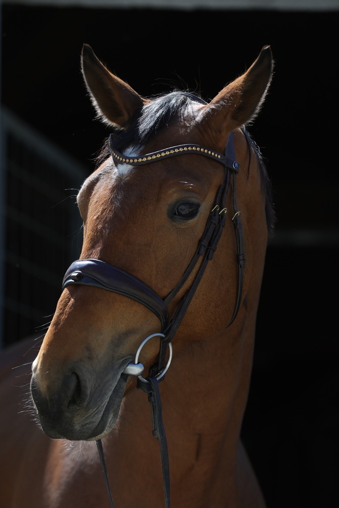 0P6A8907 | Willkommen bei Brunnmayr - Design & Fotografie – Ihrem Spezialisten für Reitturniere und Pferdeveranstaltungen in Oberösterreich, Salzburg und Bayern! Seit über 17 Jahren sind wir leidenschaftlich dabei.