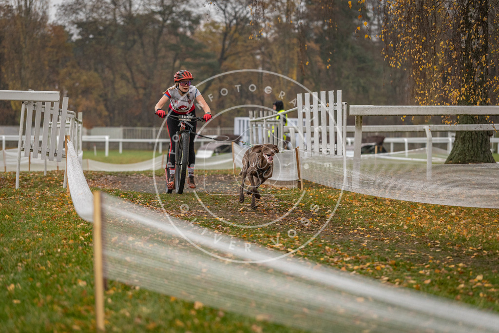 CaniXpix_DV3A7733 | Hundefotografie, Tierfotograf, Pfotenfotografie, Fotoshooting Hund, Hunde Portrait, Hundesport, Hundeportraits, Heideshooting, Hunde, Sportfotograf, Hundefotograf, Turnierhundsport, THS,  - Realisiert mit Pictrs.com