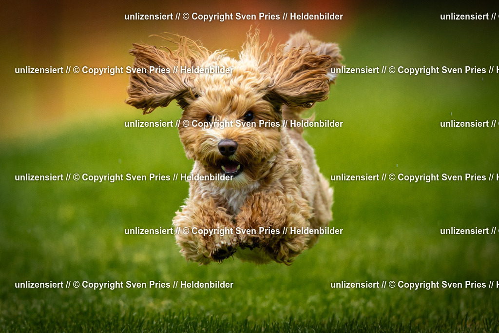 Sven Pries | 2025-09-21 - Hunderennen Baden-Oos - Realisiert mit Pictrs.com